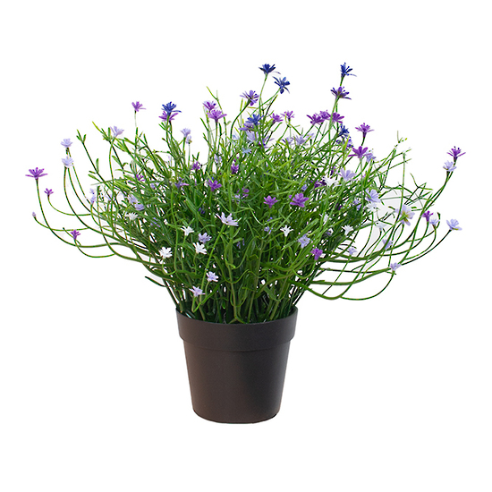 Babies Breath Potted Bush-Various Colours