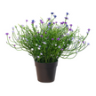Babies Breath Potted Bush-Various Colours