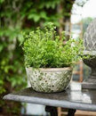 Botanical Pot by French Country Collections