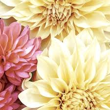 Paper + Design Paper Napkins