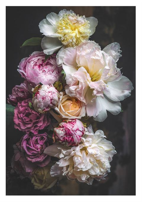 Puhoi Farmhouse Cards