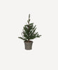 Pine Tree with Rattan Basket