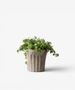 Terra Fluted Planter Small in sand terracotta by French Country Collections - Villarosa Maison NZ