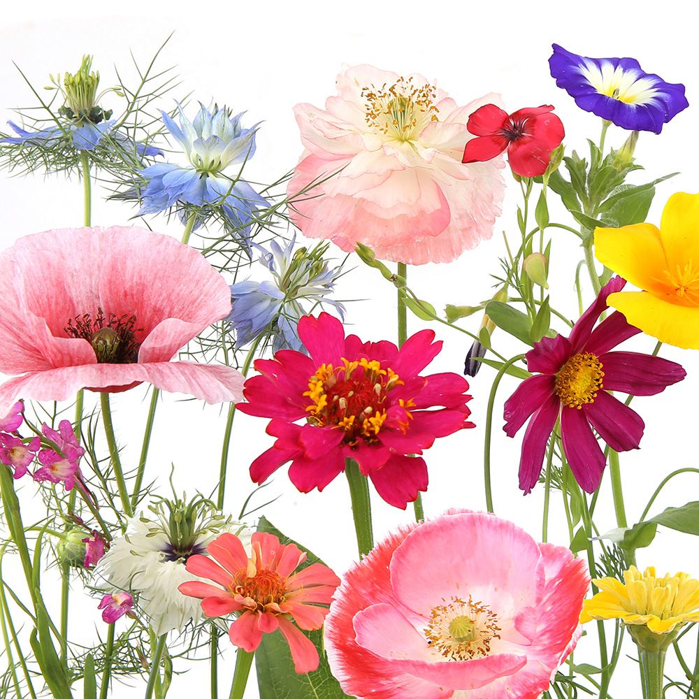 Paper + Design Cocktail Napkins - Wildflower Garden