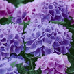 Serviettes-Lilac Hydrangea