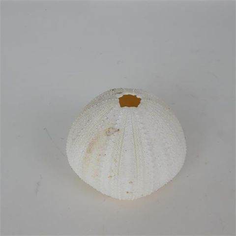 Sea Urchin
