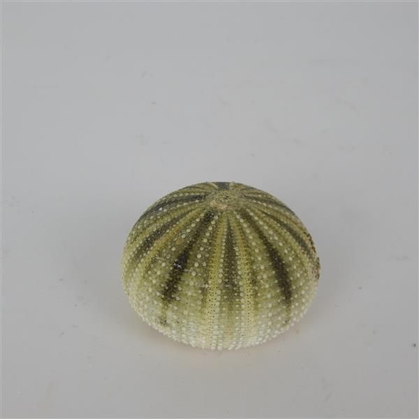 Green Sea Urchin