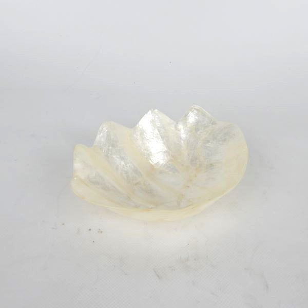 Shell Clam Dish