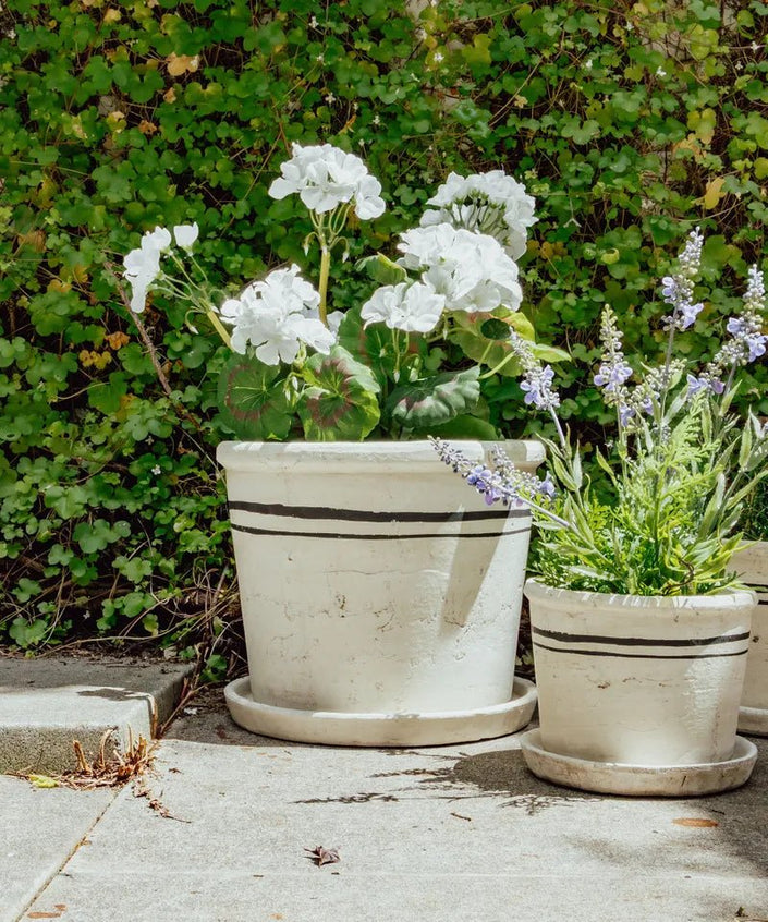Lisbon Herb Pot-Various