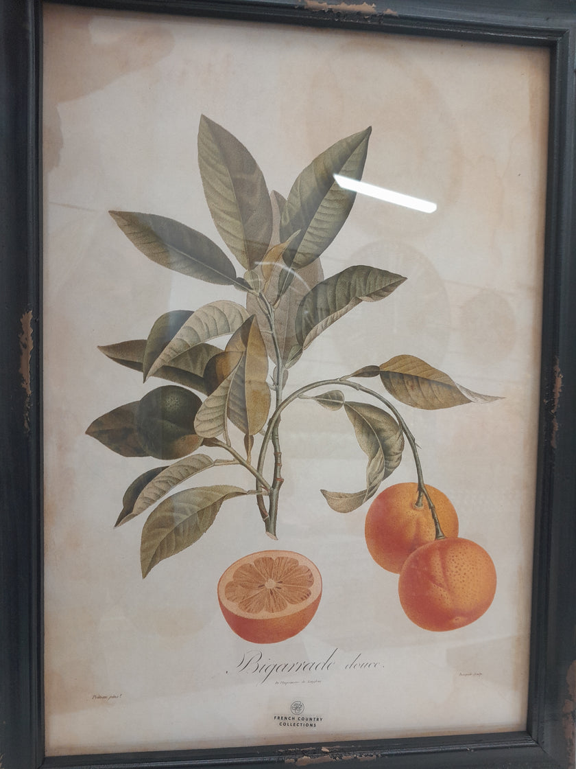 Botanical Print by French Country Collections