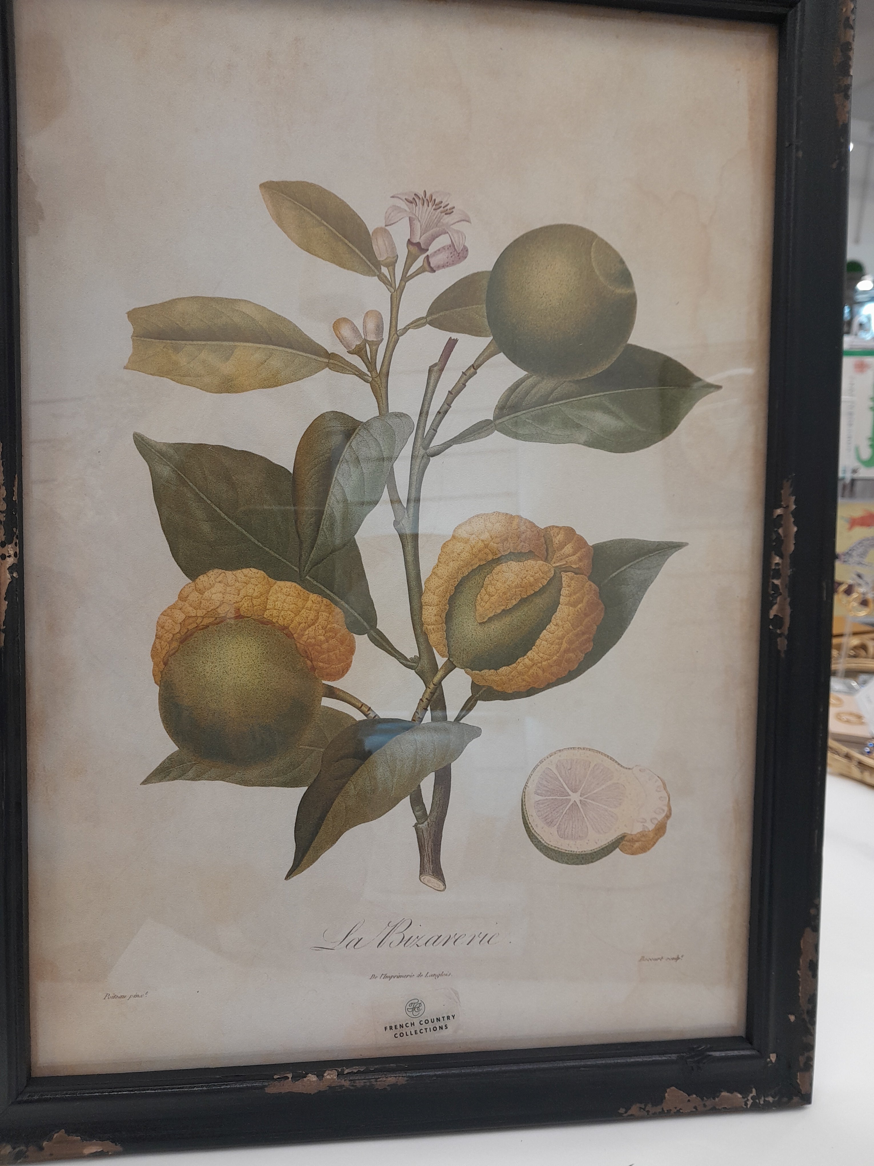 Botanical Print by French Country Collections
