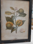 Botanical Print by French Country Collections