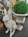 French White Rabbit
