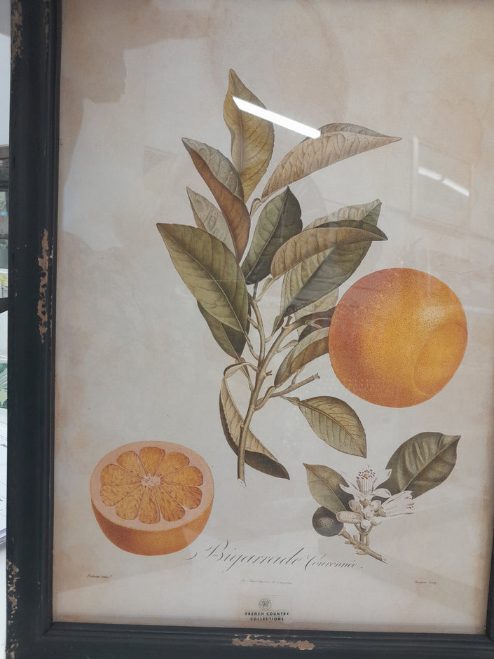 Botanical Print by French Country Collections