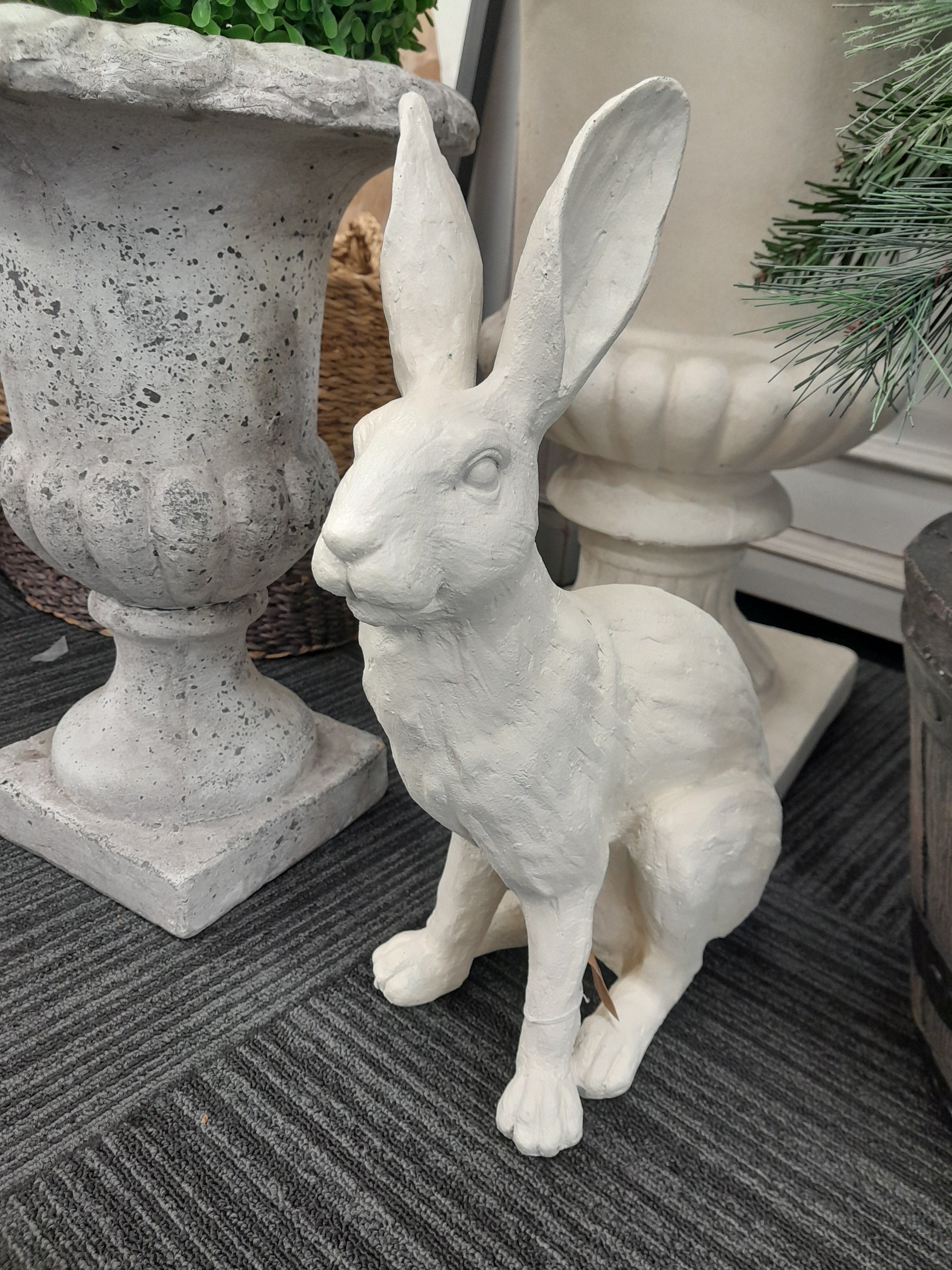 French White Rabbit