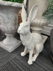 French White Rabbit