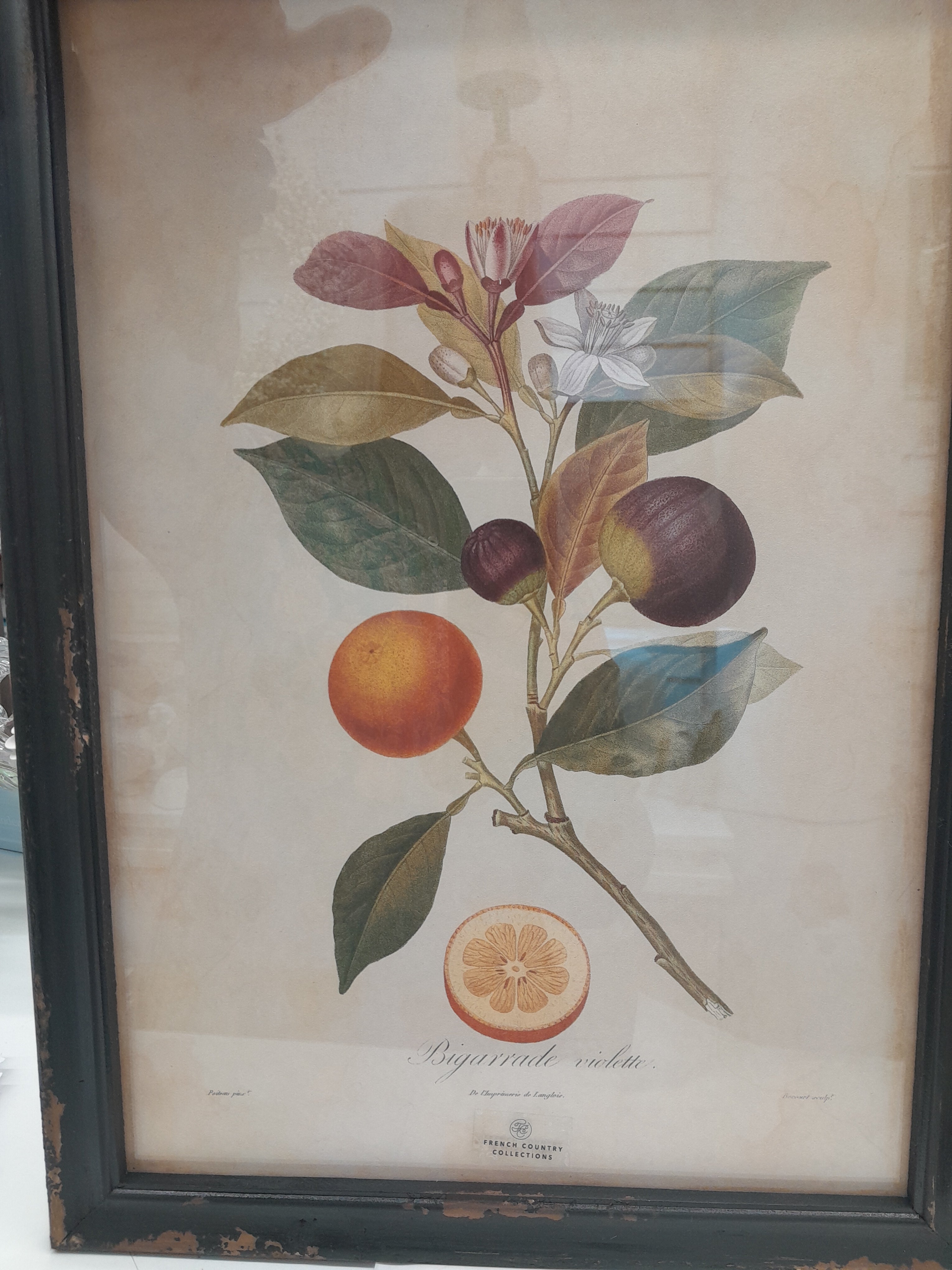 Botanical Print by French Country Collections