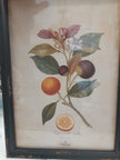 Botanical Print by French Country Collections