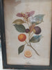 Botanical Print by French Country Collections