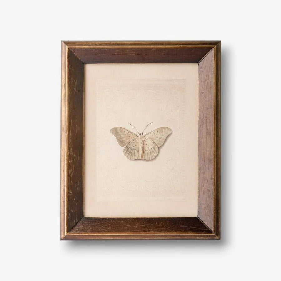 Butterfly Study Wall Art