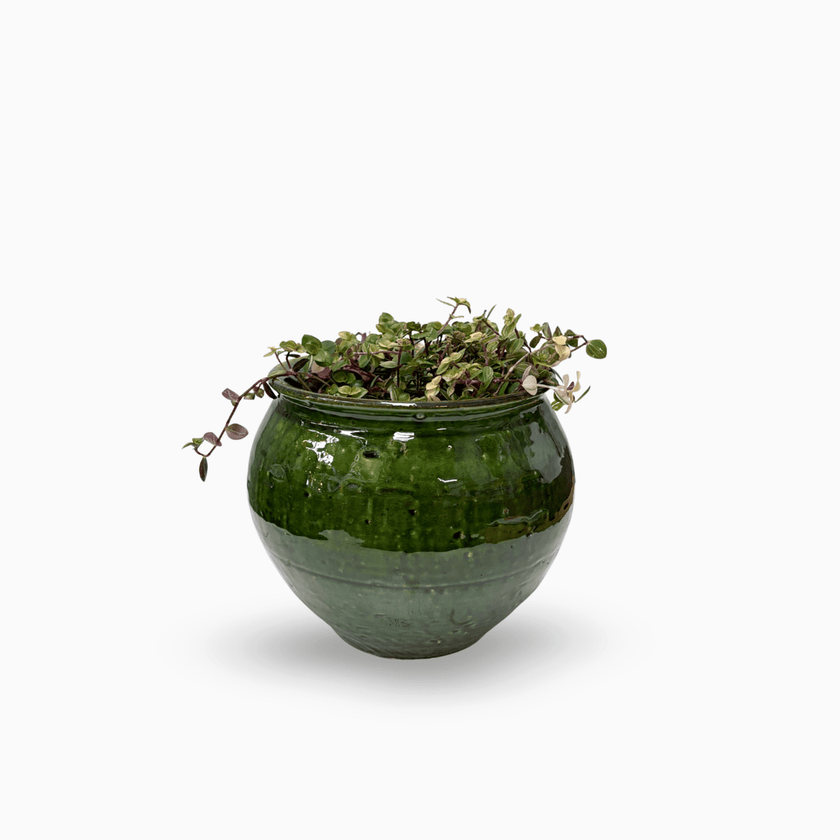 Sofia Urn-Green