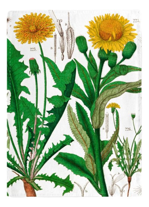 Dandelion Tea Towel