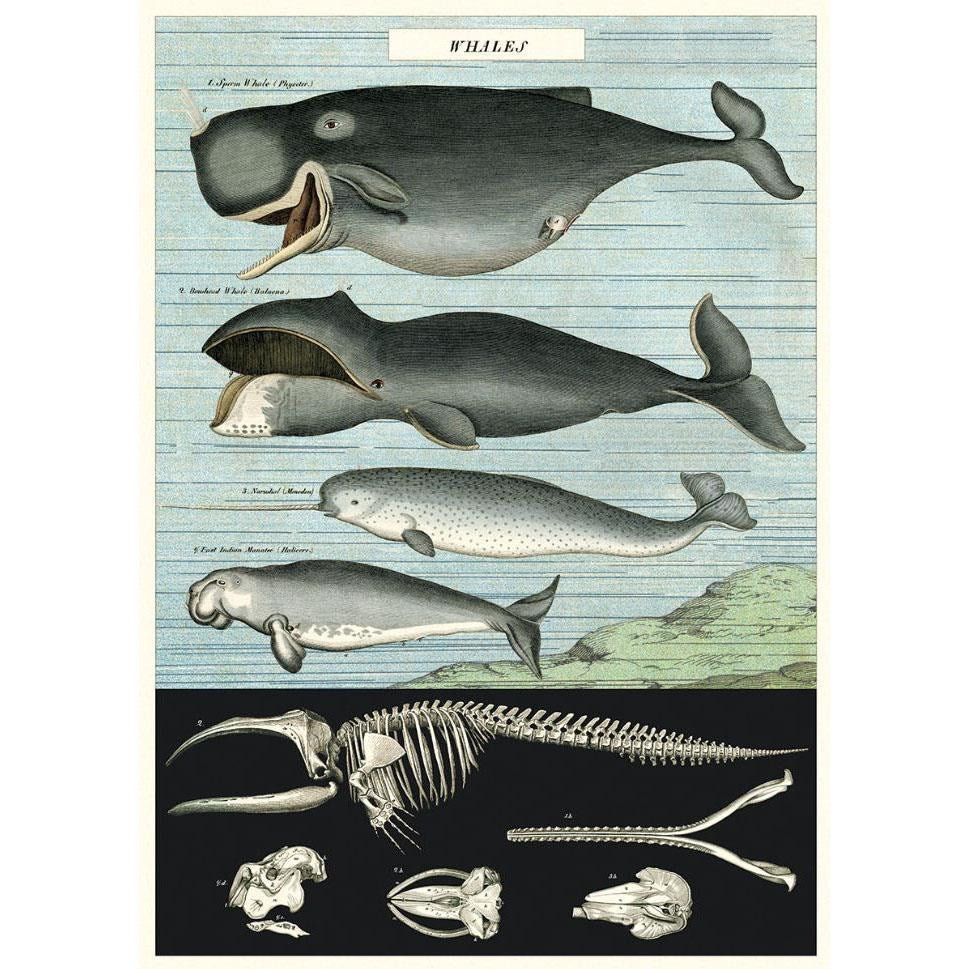 Cavallini Poster Wrap