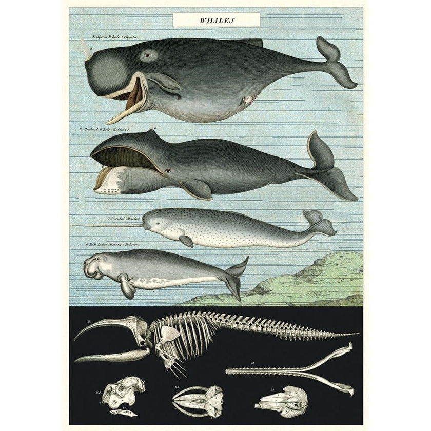 Cavallini Poster Wrap