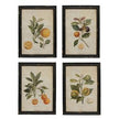 Botanical Print by French Country Collections
