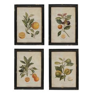 Botanical Print by French Country Collections