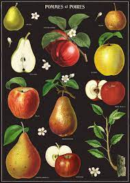 Cavallini Poster Wrap