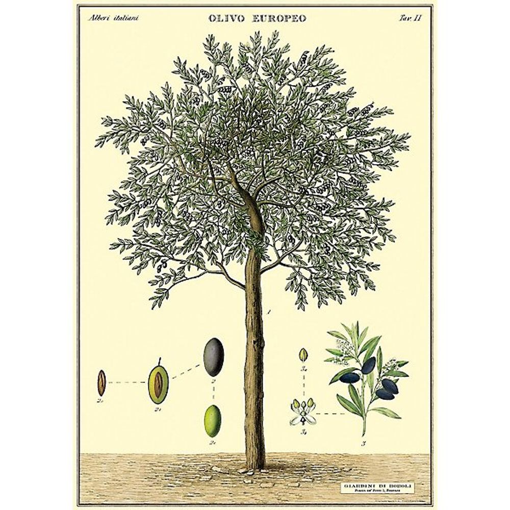 Cavallini Poster Wrap