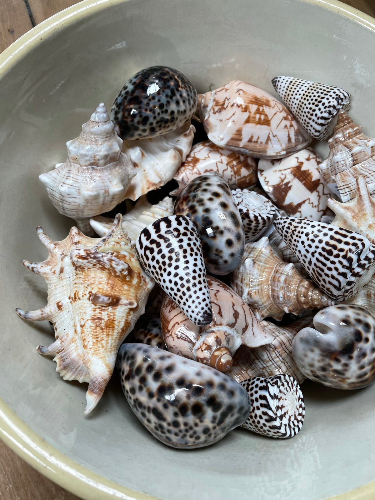 Pay With Shells Shells – Villarosa Maison
