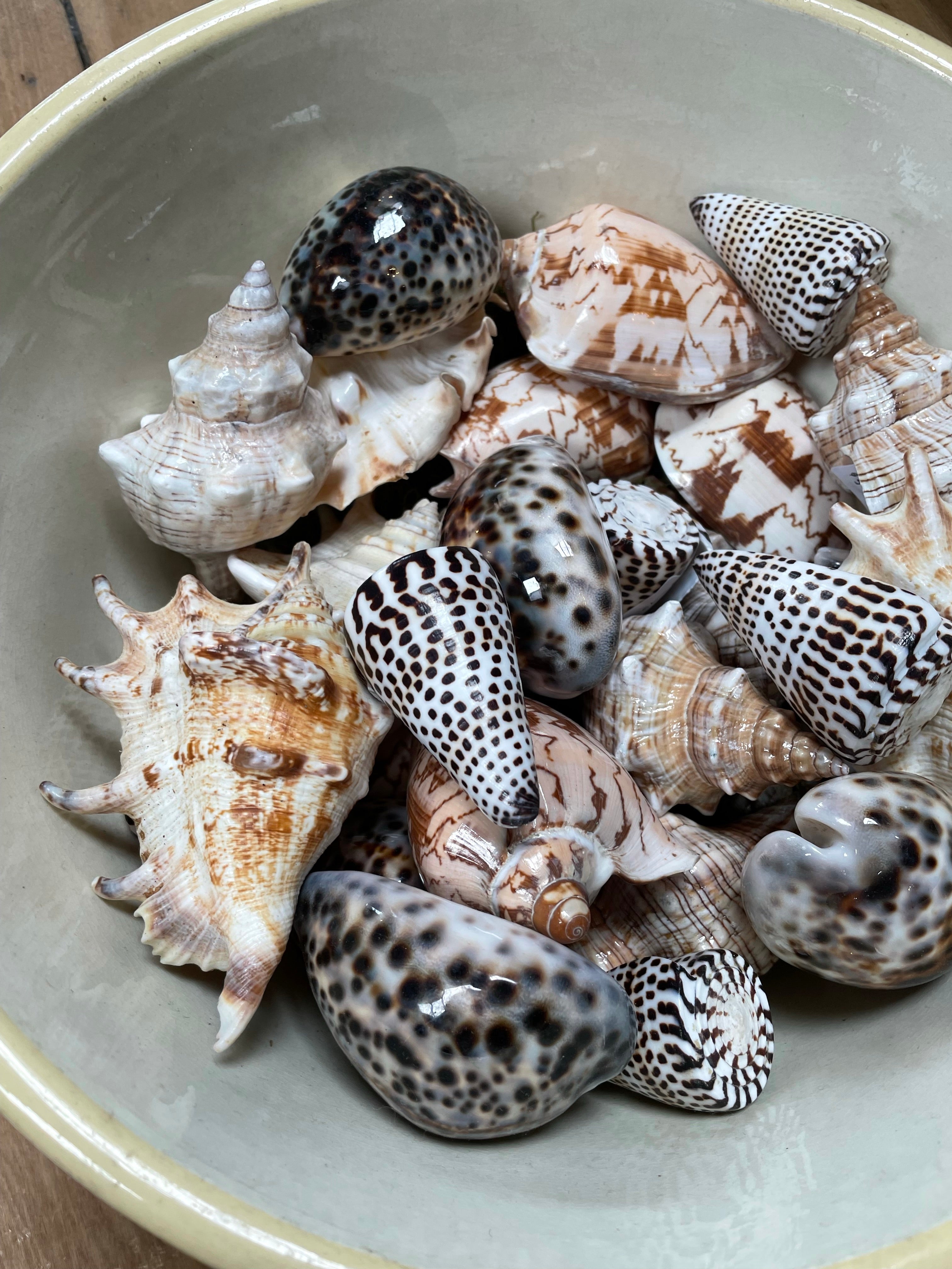 Shells