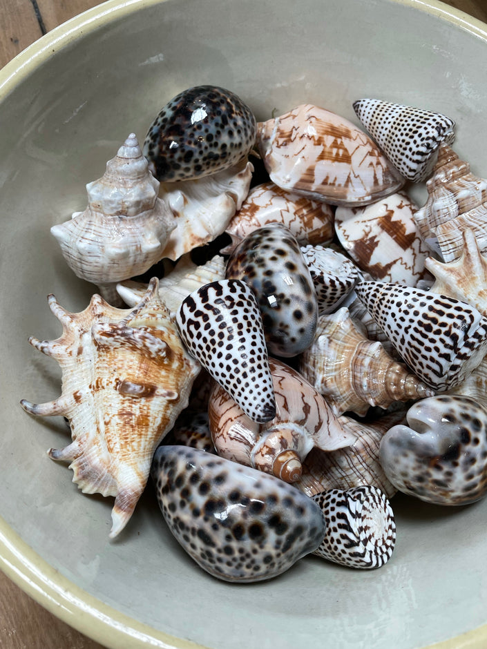 Shells